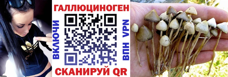 darknet формула  ссылка на мегу как зайти  Удомля  Псилоцибиновые грибы Psilocybine cubensis 